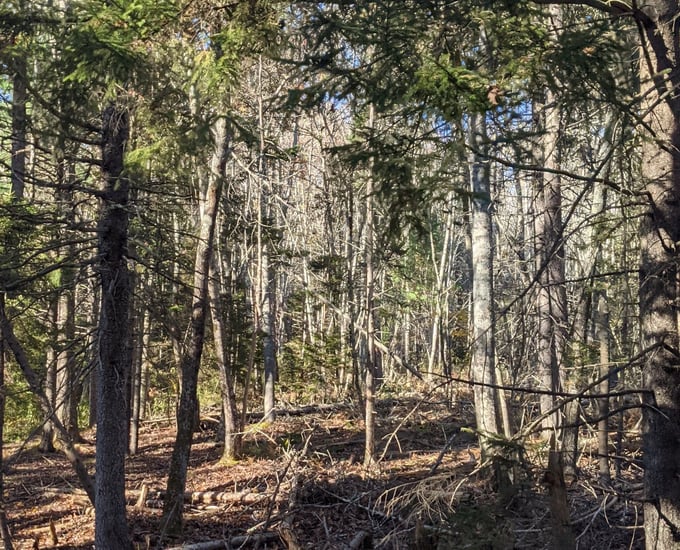 Maine Forest-1